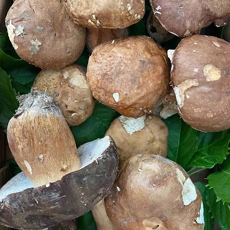 Villamarzia * Rialto